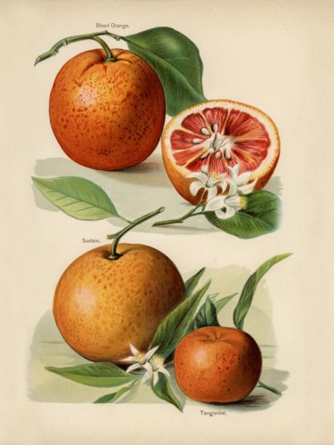 Апельсины