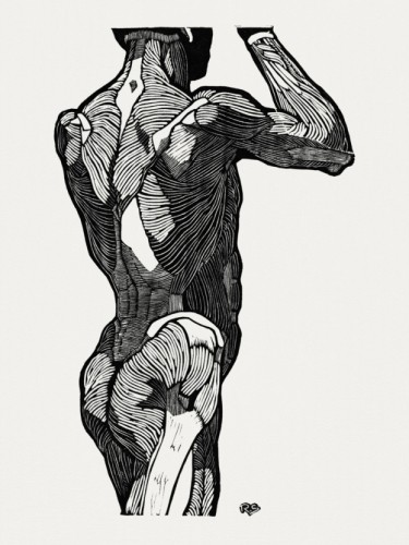 Back muscles