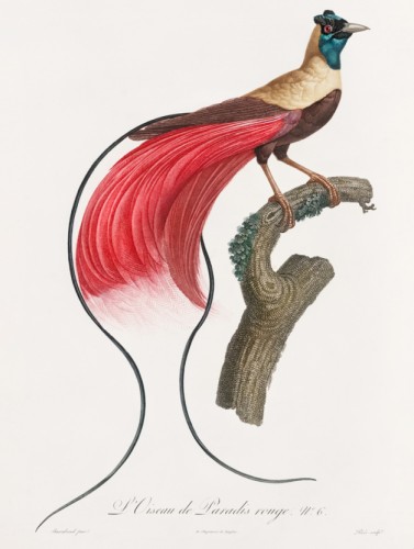 Des Oiseaux de Paradis