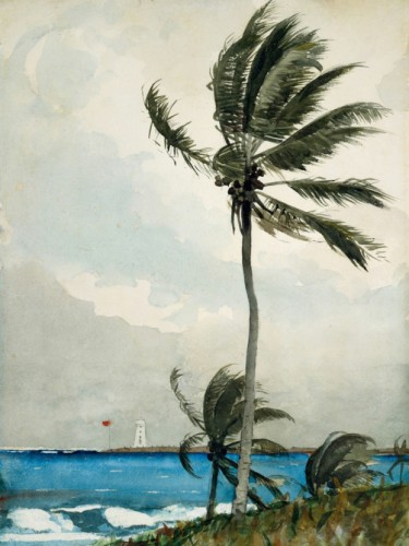 Palm Tree, Nassau