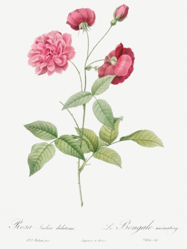 China Rose