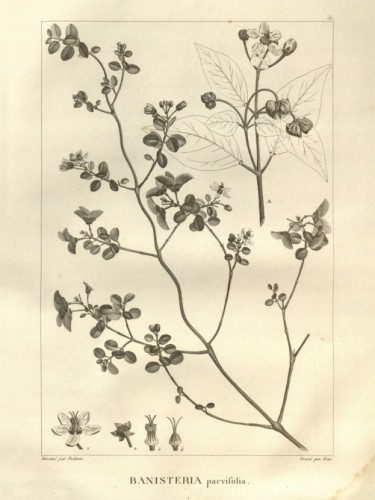 Banisteria parvifolia