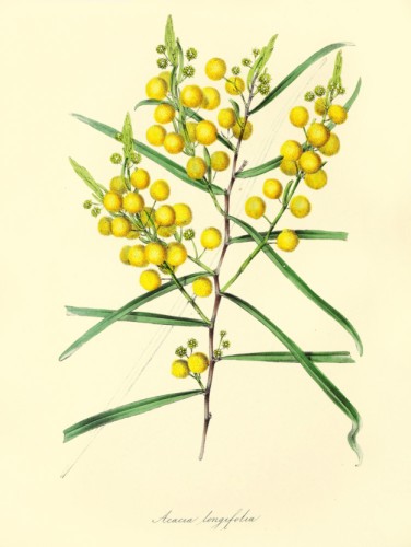 Acacia Longifolia