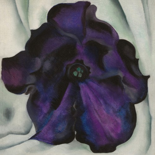 Purple Petunia