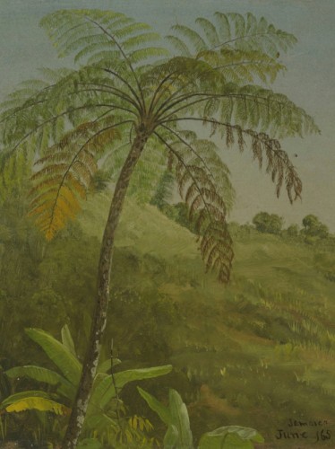 Palm Tree, Jamaica