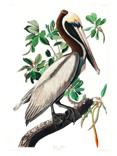 Brown Pelican