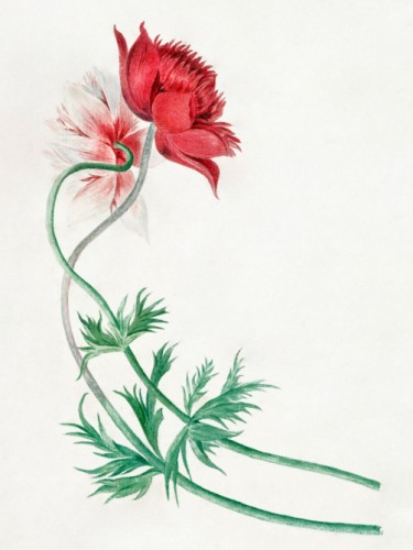Two branches with a flower