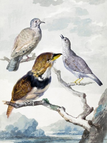 Three birds, two Inca Pigeons