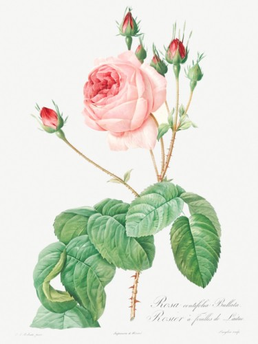 Cabbage Rose
