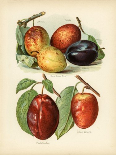 Сливы