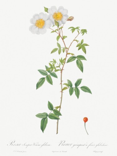 Musk Rose