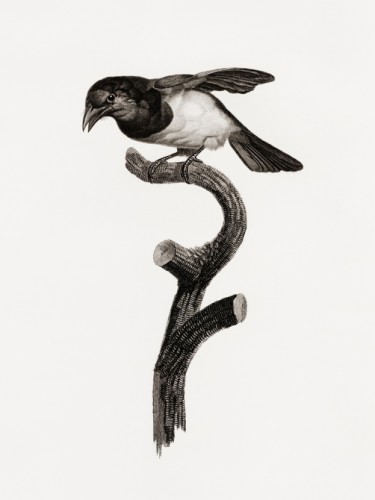 Des Oiseaux de Paradis
