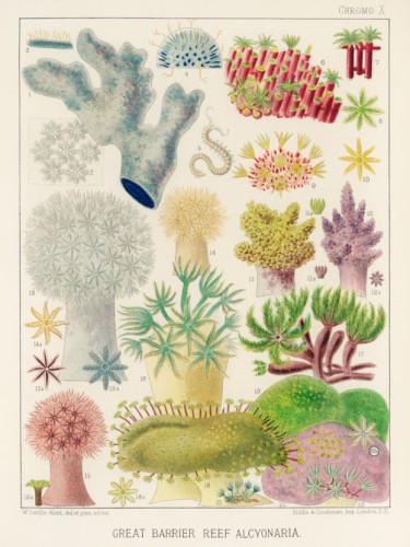The Great Barrier Reef of Australia