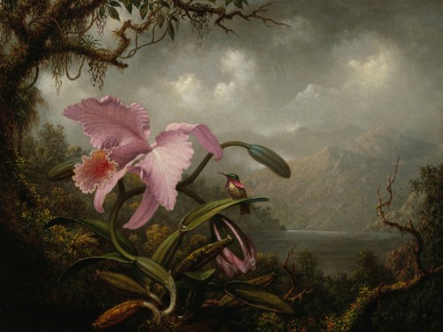 Orchid and Hummingbird