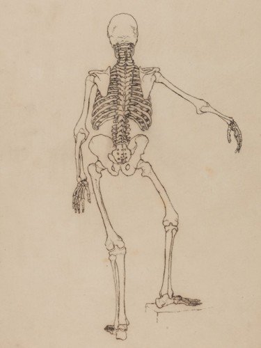Human Skeleton, Posterior View