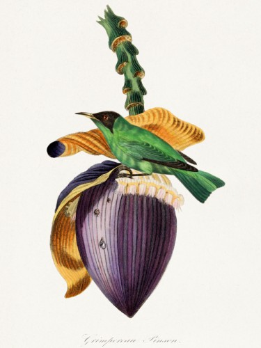 Le Jardin des Plante