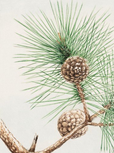 Matsu pine