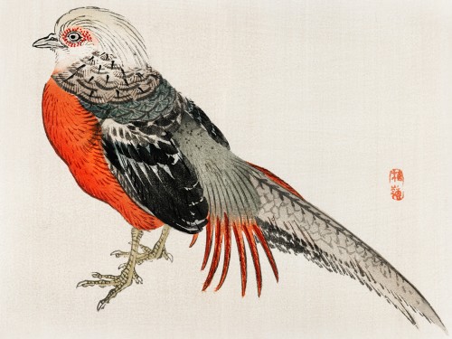 Japanese pheasant