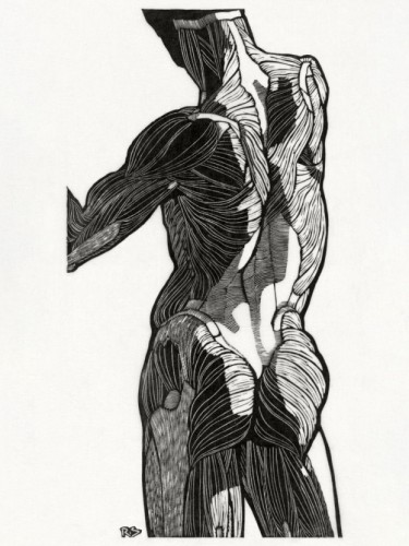 Back and gluteal muscles