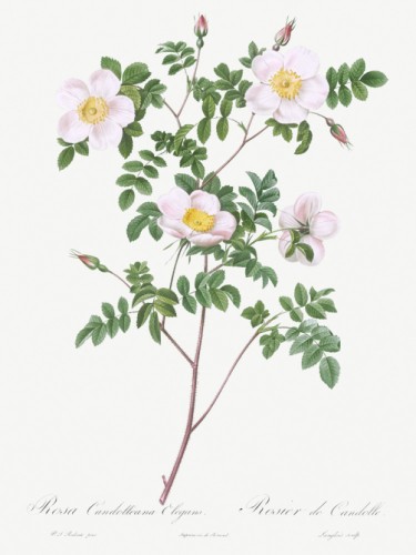 De Candolle's white rose