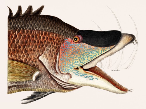 Great Hog-Fish
