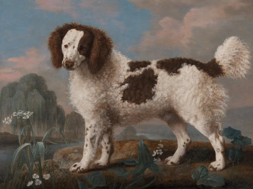 Brown and White Norfolk or Water Spaniel
