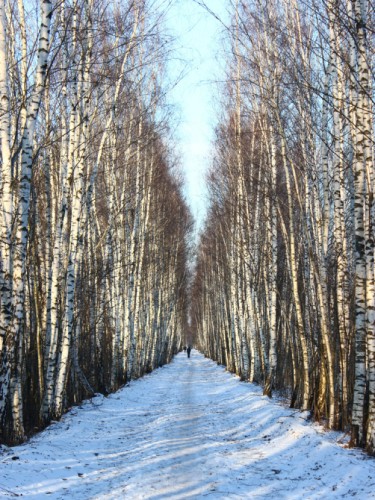 Березы