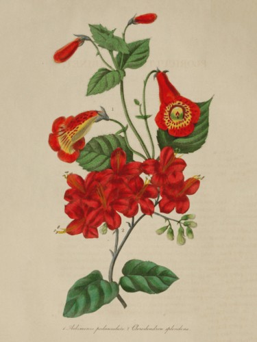 Achimenes Pedunculata, Clerodendon Spelendens