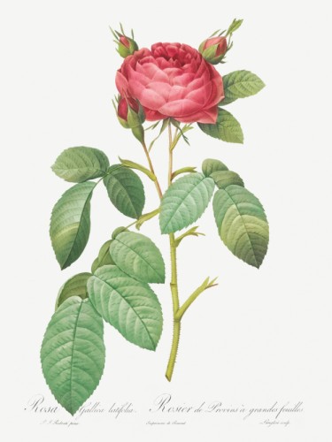 Gallic Rose