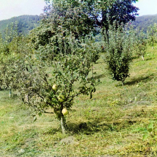 Белый карликовый кальвиль