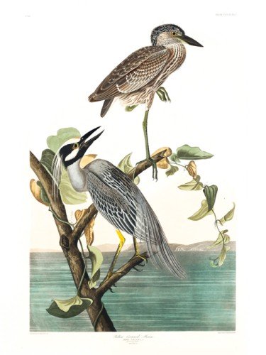 Yellow-Crowned Heron