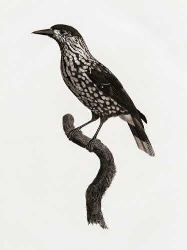 Des Oiseaux de Paradis