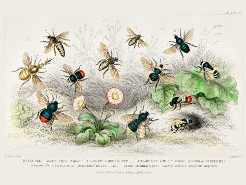 Goldsmith's Animated Nature