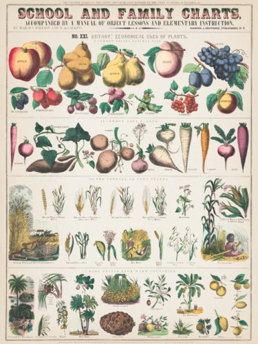 School and family Charts