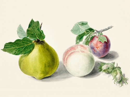 Pear and plum