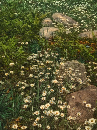 A dirondack mountain wild flowers