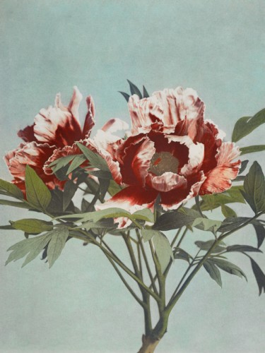 Tree Peony
