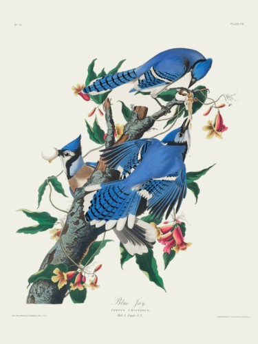 Blue Jay