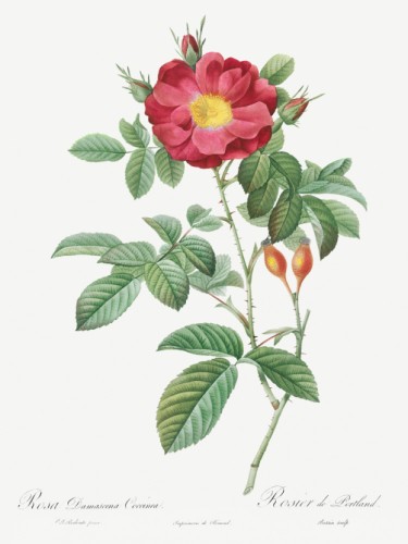 Red Portland Rose