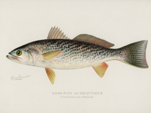 Fish Illustrations