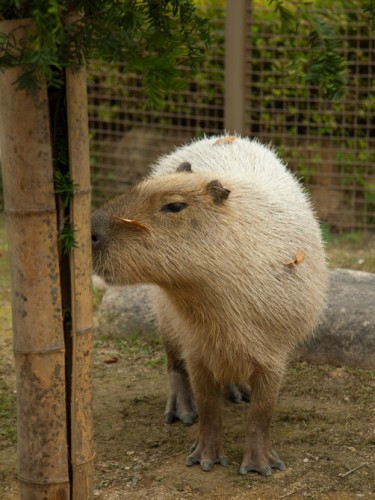 Капибара