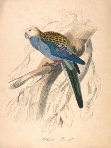 Pale-headed Parakeet