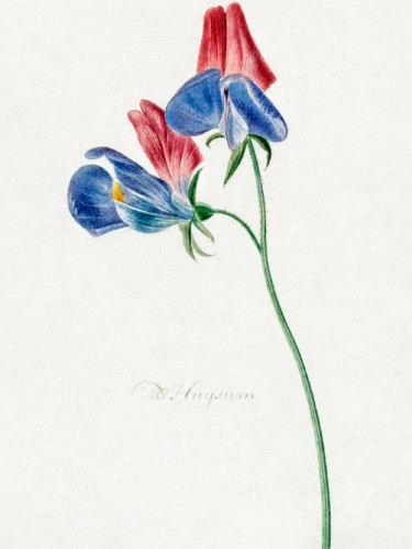 Branch with two flowers