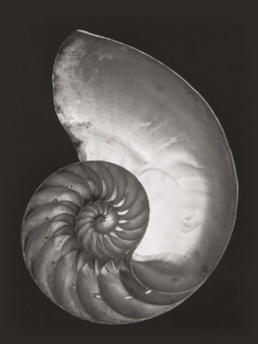 Shell