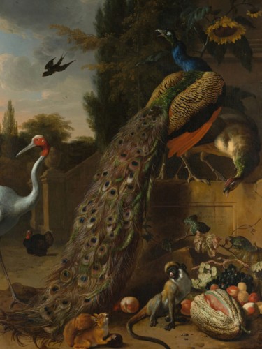 Peacocks