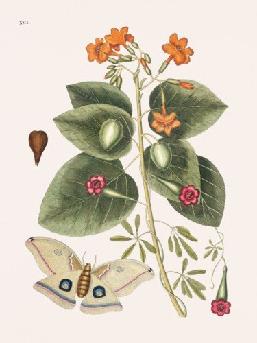 Great Moth