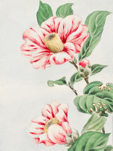 Tsubaki camelia