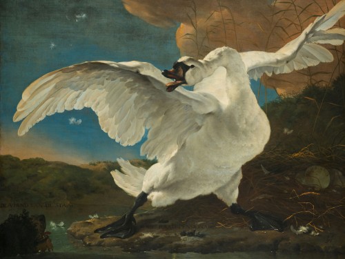 The Threatened Swan
