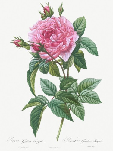 Gallic Rose