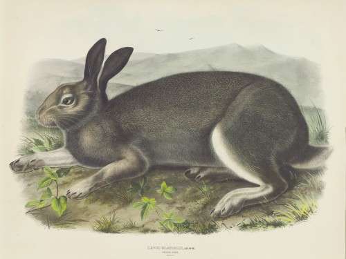 Lepus gacialis, Leach. Polar Hare